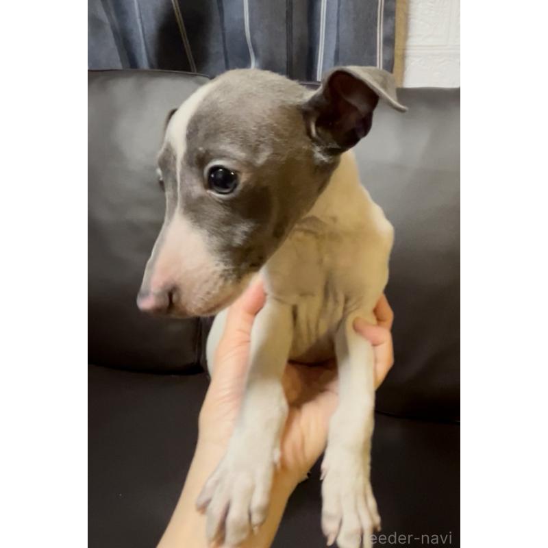 販売中の奈良県のイタリアングレーハウンド(イタグレ)-434281の2枚目
