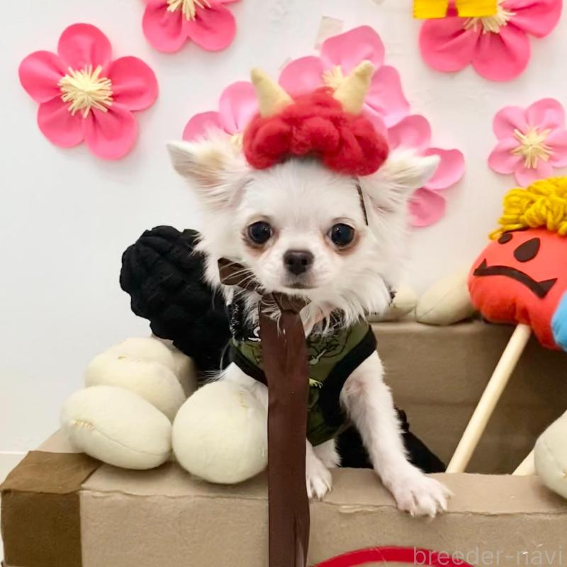 販売中の群馬県のチワワ(ロングコート)-443725の4枚目