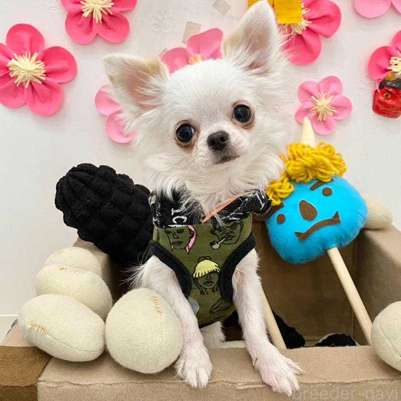 販売中の群馬県のチワワ(ロングコート)-443725の3枚目