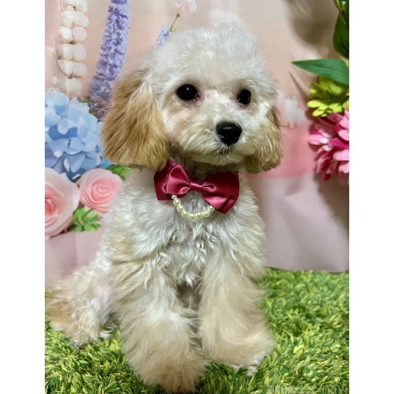 販売中の岡山県のティーカッププードル-428267の7枚目