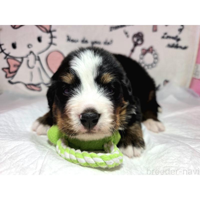 販売中の静岡県のバーニーズマウンテンドッグ-443729