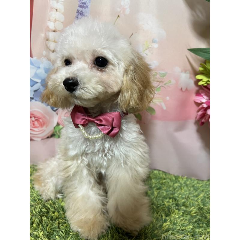 販売中の岡山県のティーカッププードル-428267の6枚目