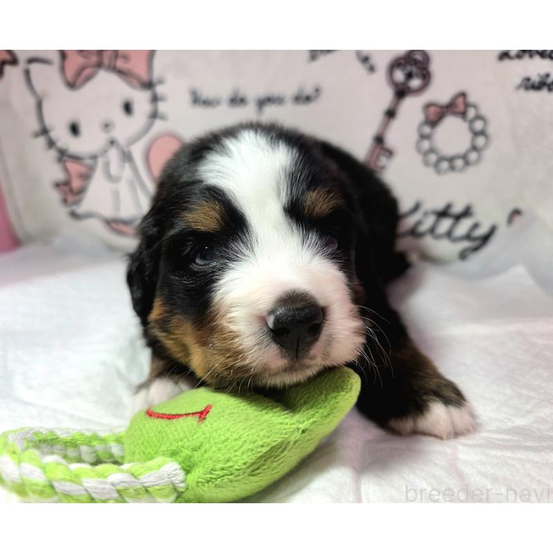 販売中の静岡県のバーニーズマウンテンドッグ-443729の9枚目