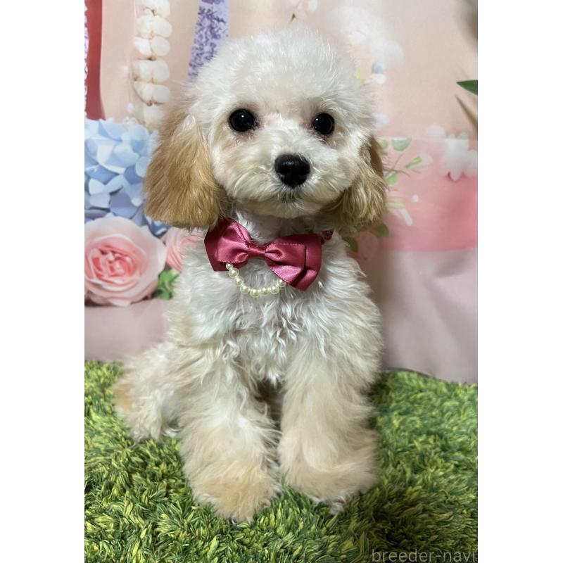 販売中の岡山県のティーカッププードル-428267の5枚目