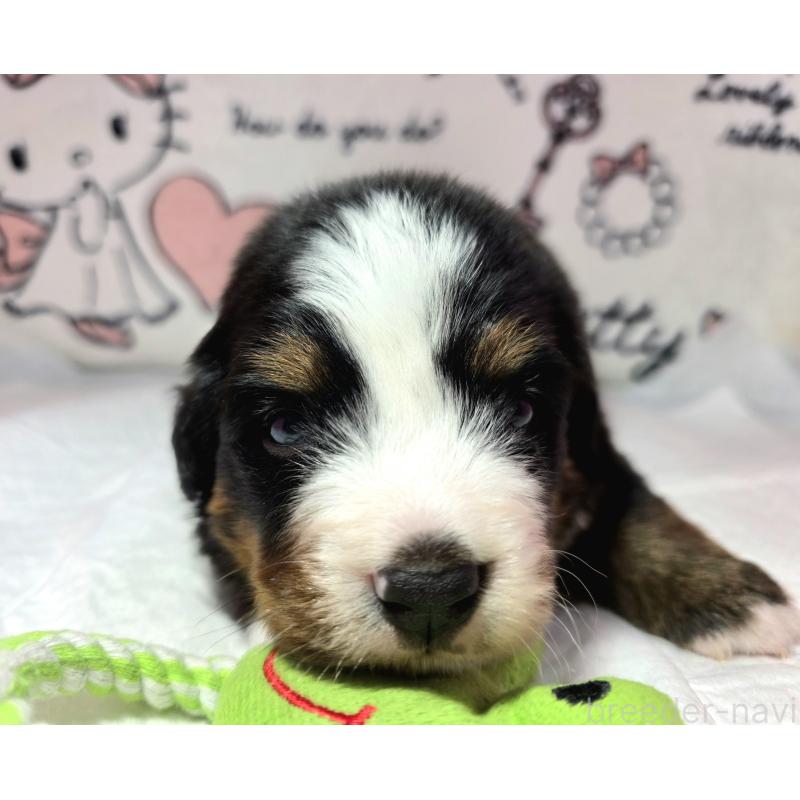 販売中の静岡県のバーニーズマウンテンドッグ-443729の8枚目