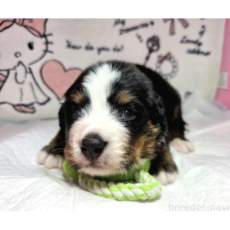 販売中の静岡県のバーニーズマウンテンドッグ-443729の7枚目