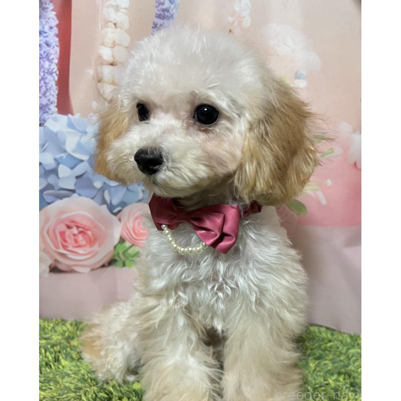 販売中の岡山県のティーカッププードル-428267の3枚目