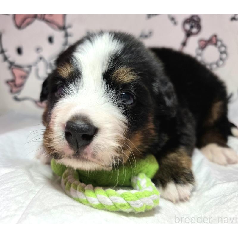 販売中の静岡県のバーニーズマウンテンドッグ-443729の6枚目