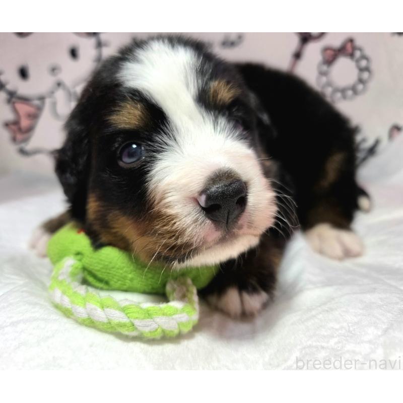 販売中の静岡県のバーニーズマウンテンドッグ-443729の5枚目