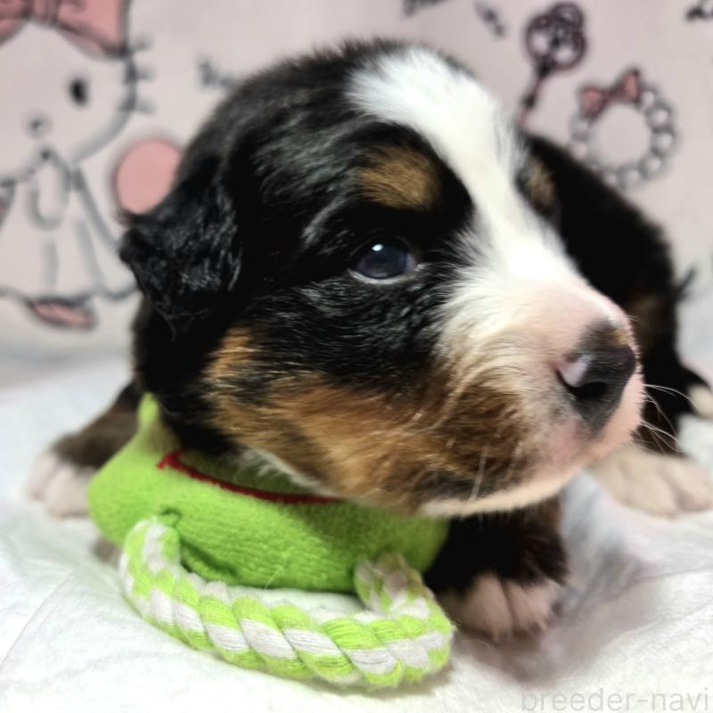 販売中の静岡県のバーニーズマウンテンドッグ-443729の4枚目