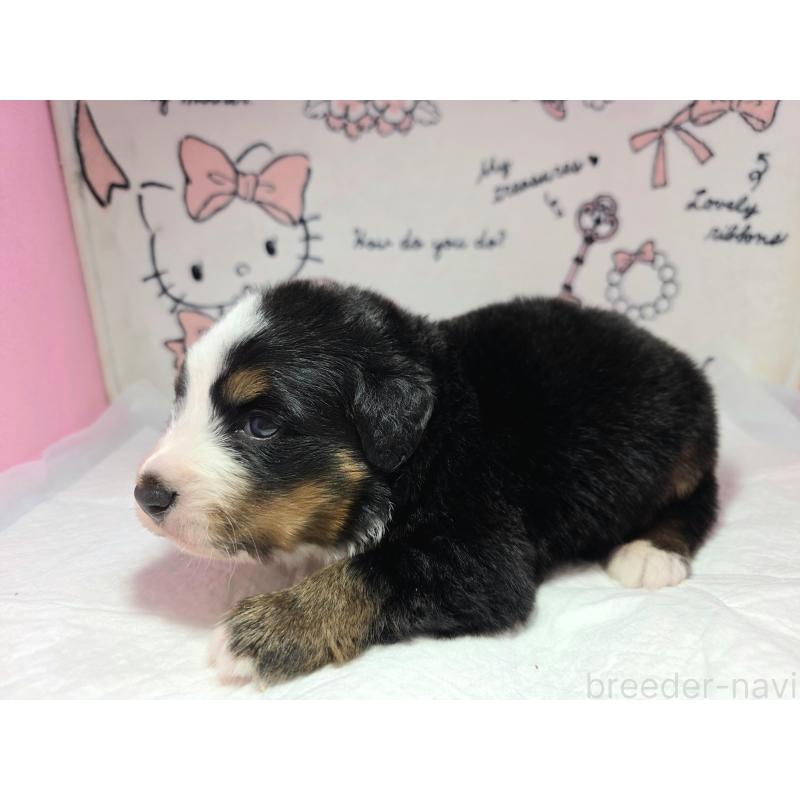 販売中の静岡県のバーニーズマウンテンドッグ-443729の3枚目