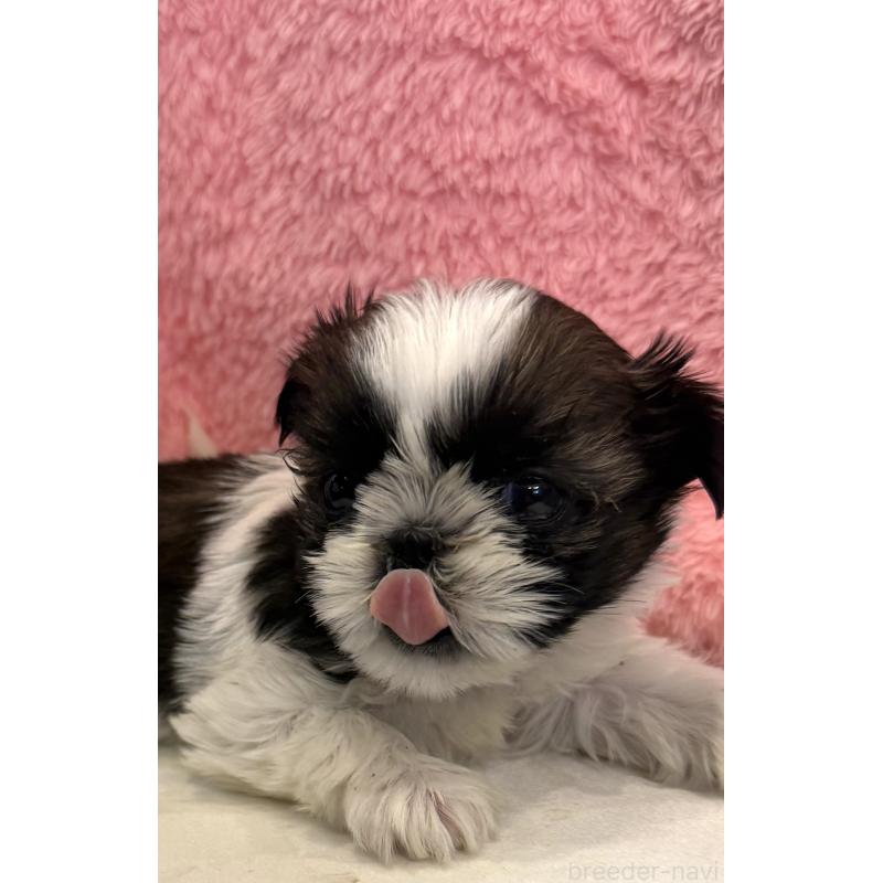 成約済の宮崎県のシーズー-437247の3枚目