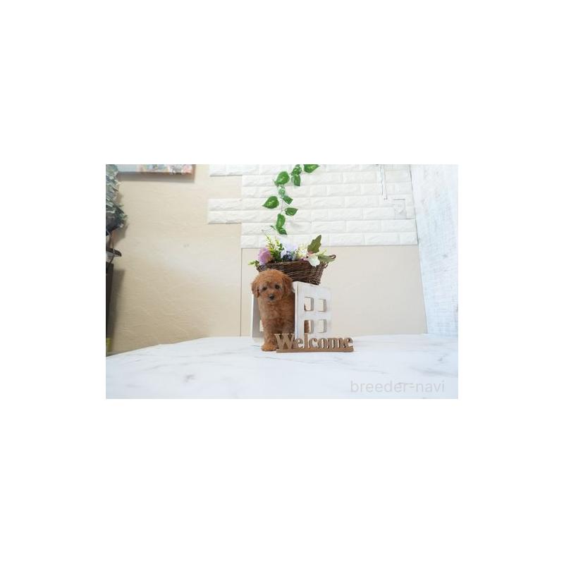 販売中の滋賀県のトイプードル-443508の5枚目