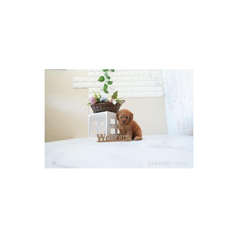 販売中の滋賀県のトイプードル-443508の4枚目