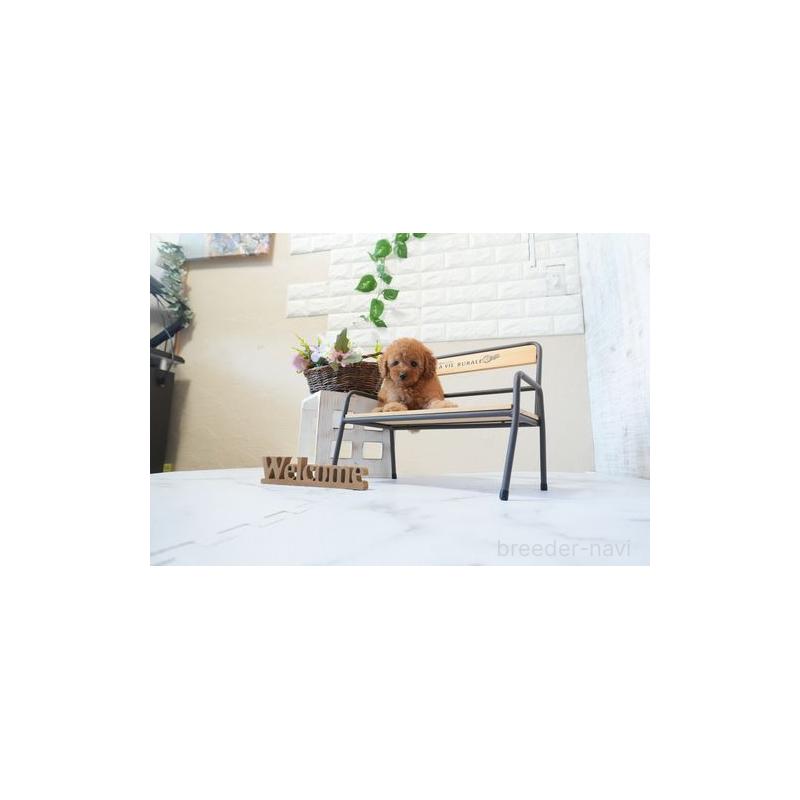 販売中の滋賀県のトイプードル-443508の2枚目