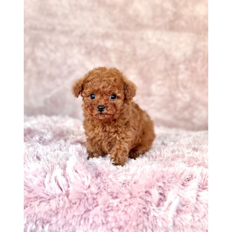 販売中の茨城県のタイニープードル-443753の4枚目