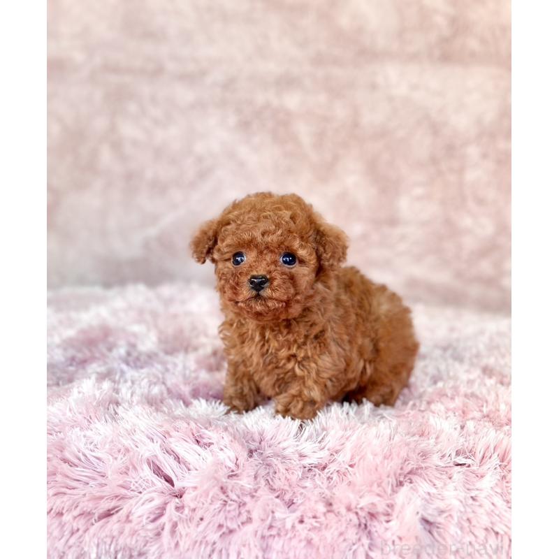 販売中の茨城県のタイニープードル-443753の2枚目