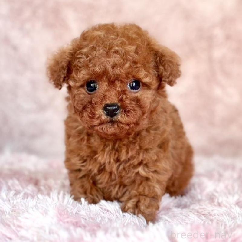 販売中の茨城県のタイニープードル-443753の1枚目