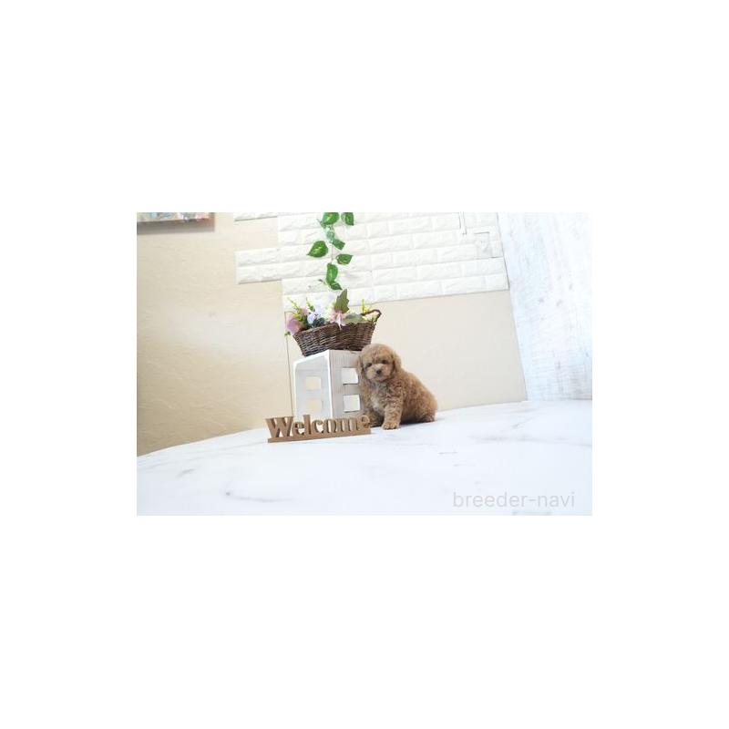 販売中の滋賀県のトイプードル-443531の5枚目