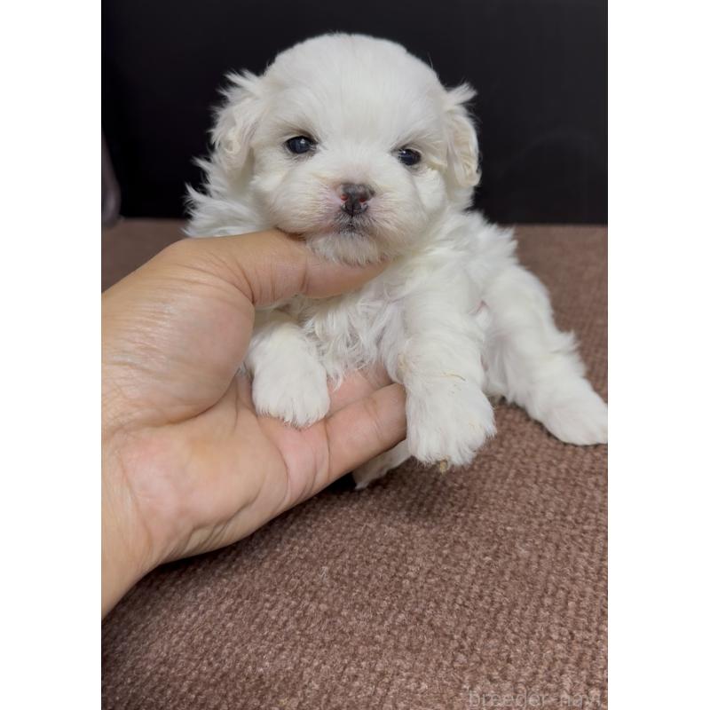 販売中の福岡県のマルプー:マルチーズ×トイプードル-443755の3枚目