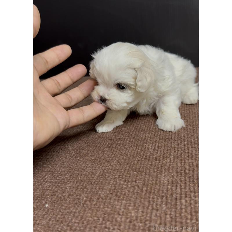 販売中の福岡県のマルプー:マルチーズ×トイプードル-443755の2枚目