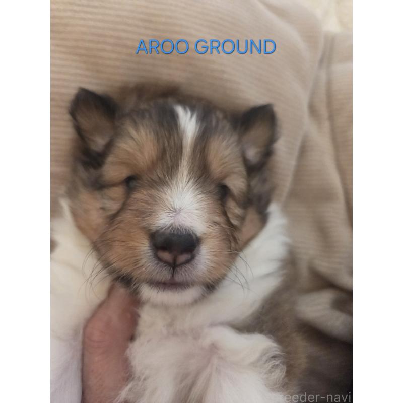 商談中の広島県のシェットランドシープドッグ(シェルティ)-439303の15枚目