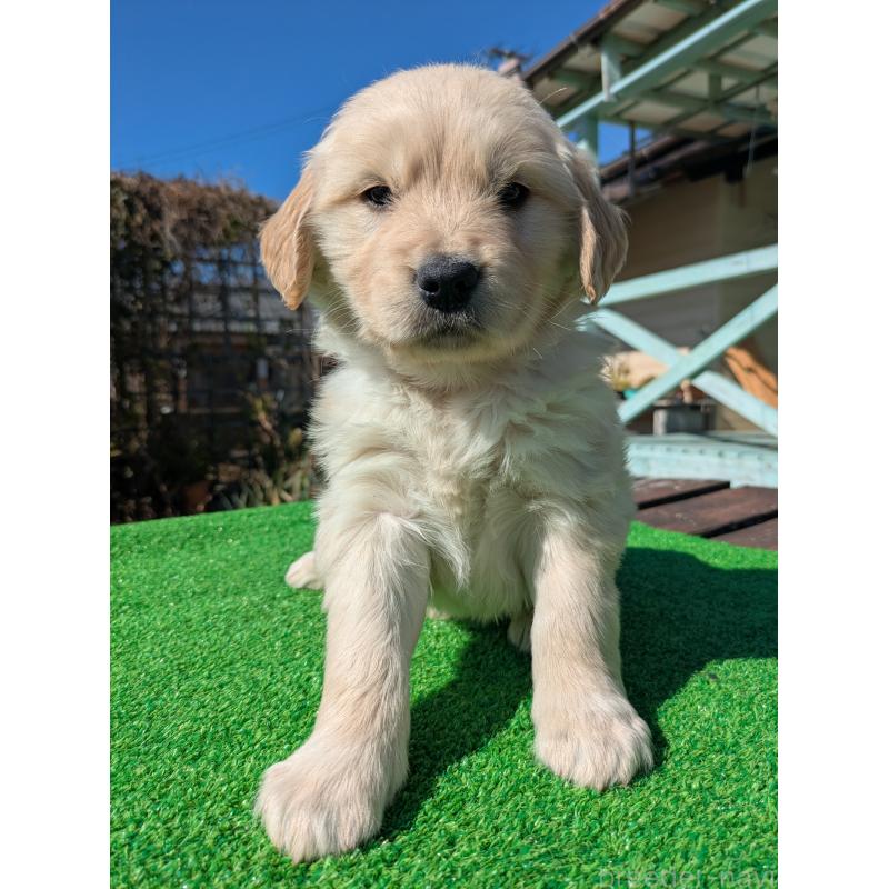 成約済の鹿児島県のゴールデンレトリーバー-438071の2枚目