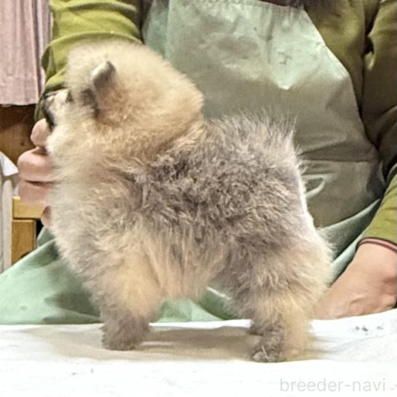 販売中の三重県のポメラニアン-443757の13枚目