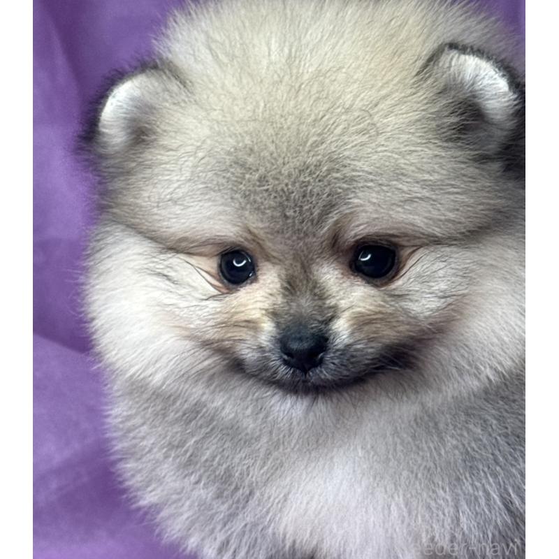 販売中の三重県のポメラニアン-443757