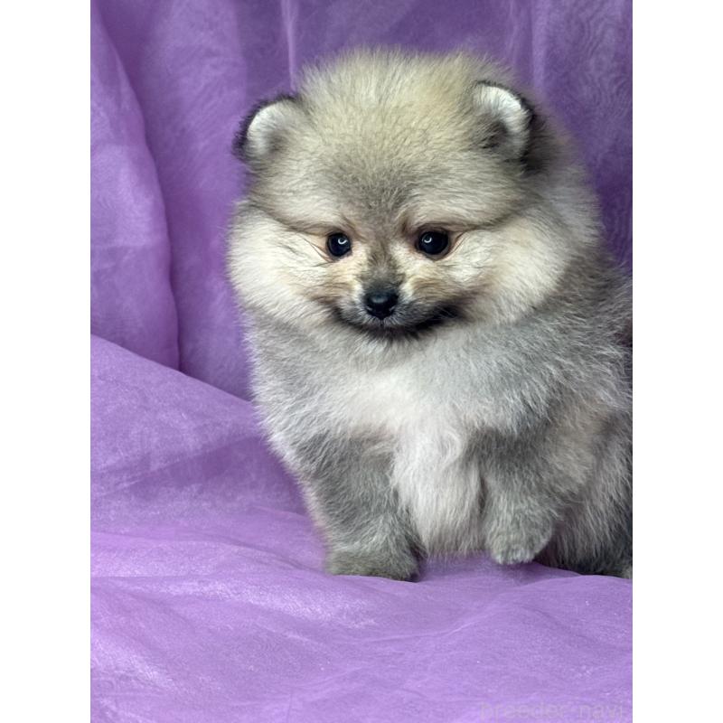 販売中の三重県のポメラニアン-443757の12枚目