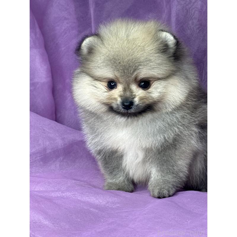 販売中の三重県のポメラニアン-443757の11枚目