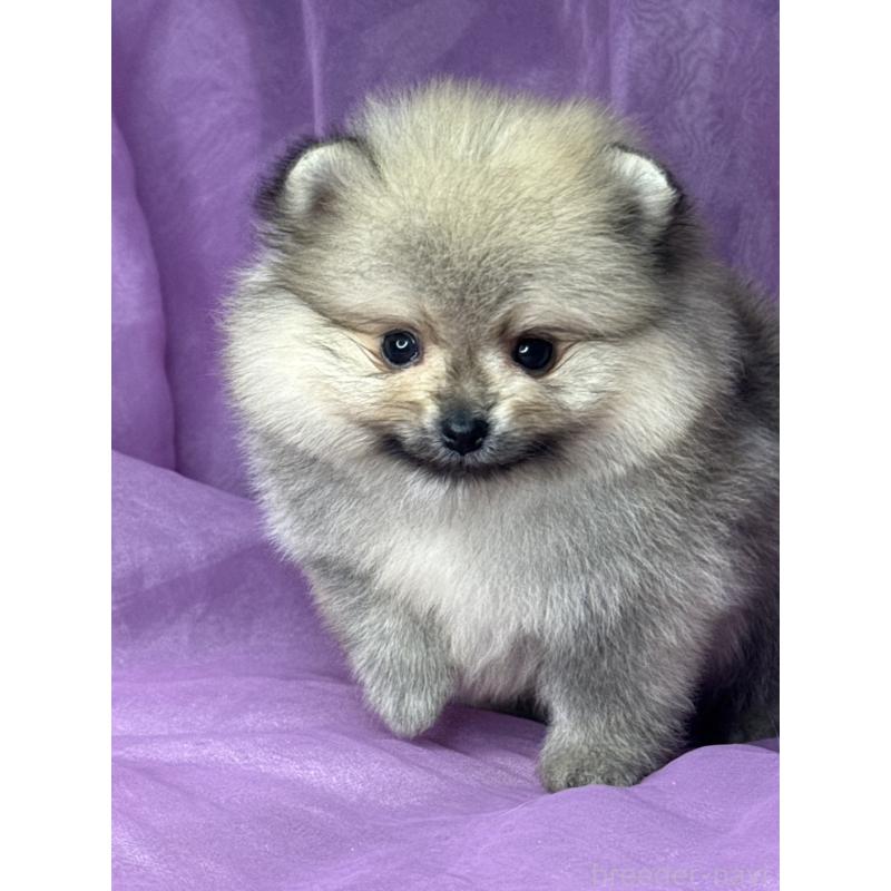 販売中の三重県のポメラニアン-443757の10枚目