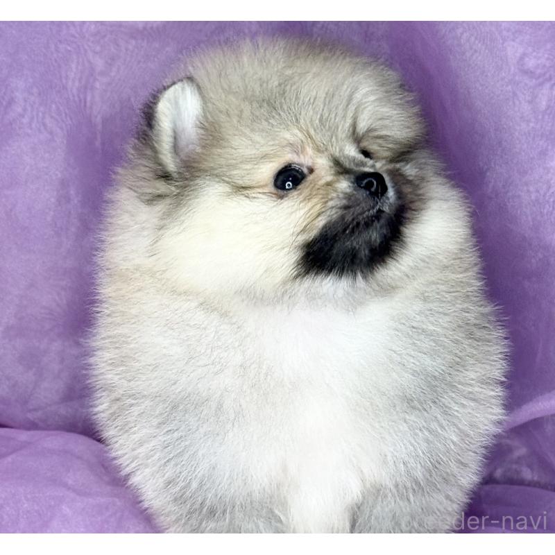 販売中の三重県のポメラニアン-443757の9枚目