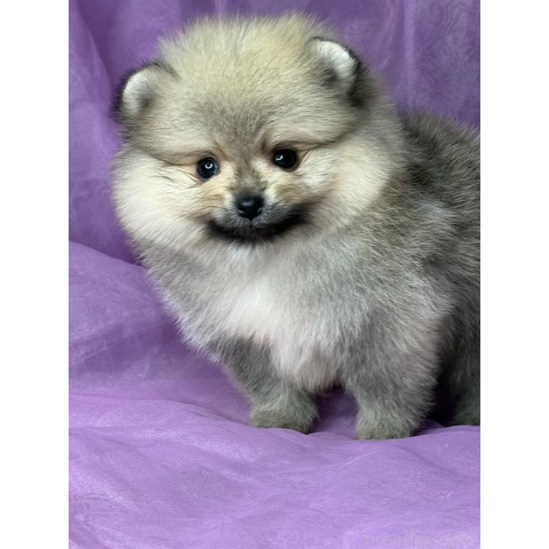 販売中の三重県のポメラニアン-443757の8枚目