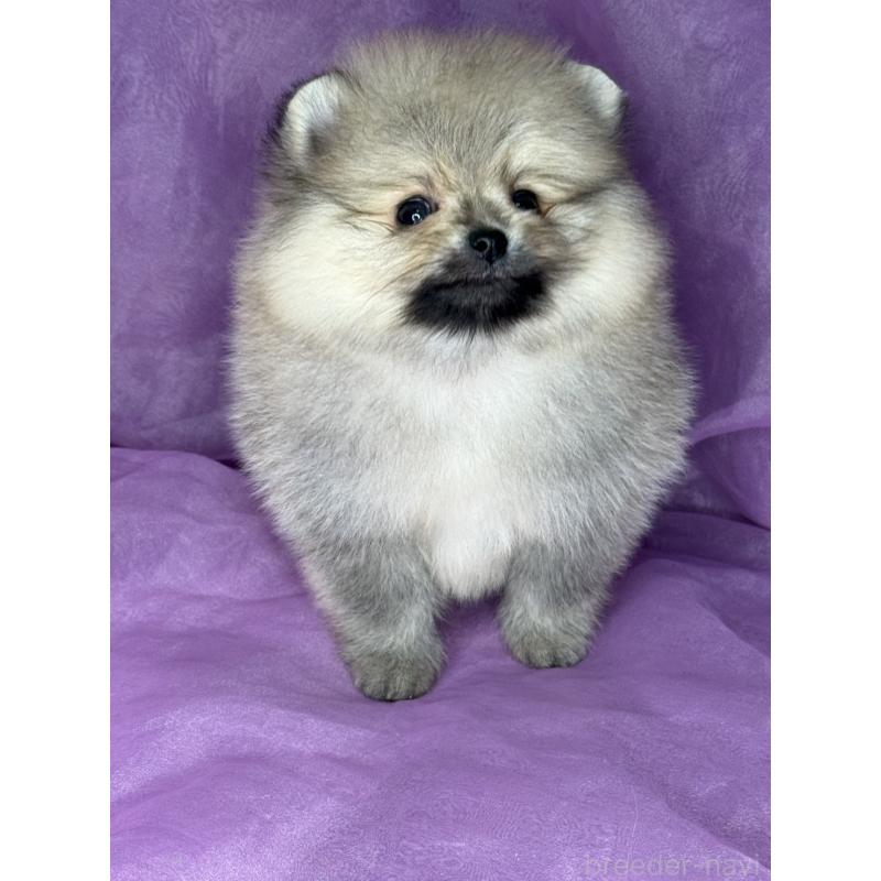 販売中の三重県のポメラニアン-443757の7枚目