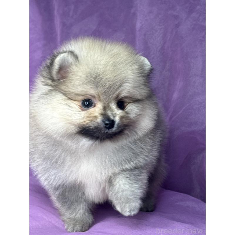 販売中の三重県のポメラニアン-443757の6枚目