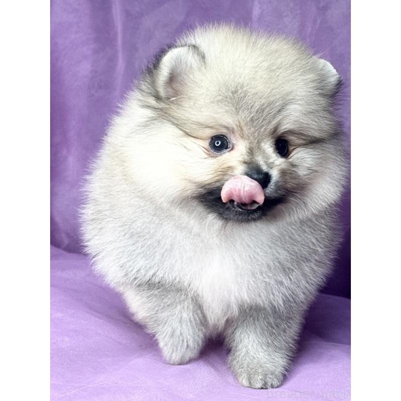 販売中の三重県のポメラニアン-443757の5枚目