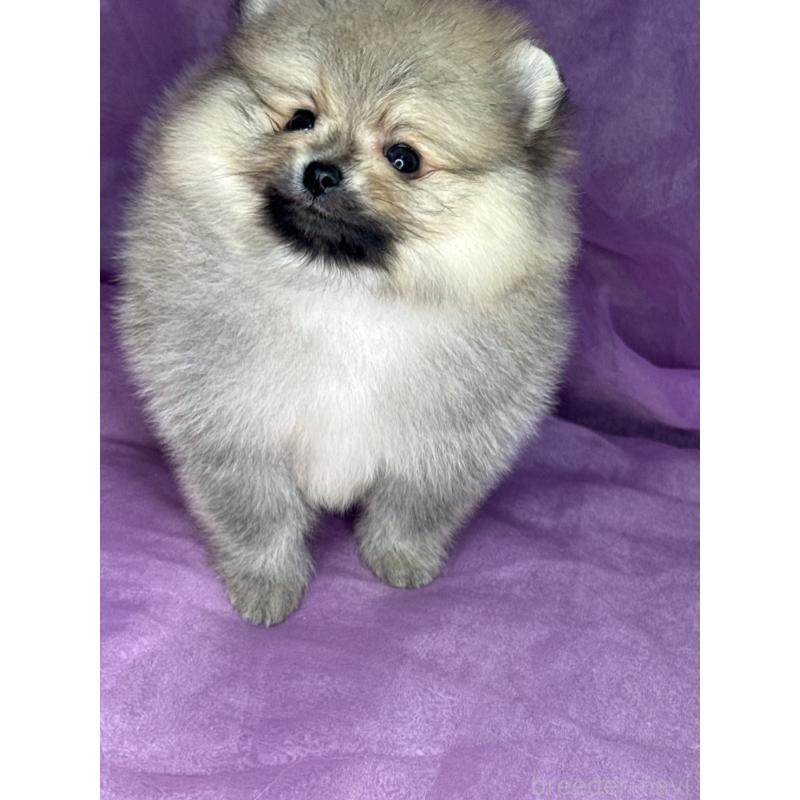 販売中の三重県のポメラニアン-443757の4枚目