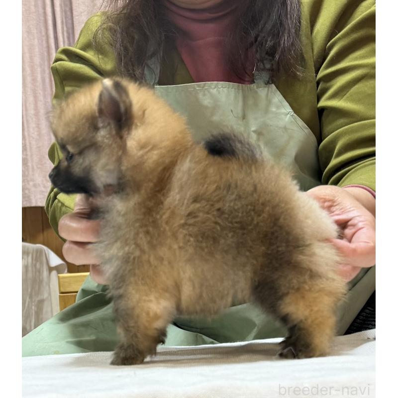 販売中の三重県のポメラニアン-443759の11枚目
