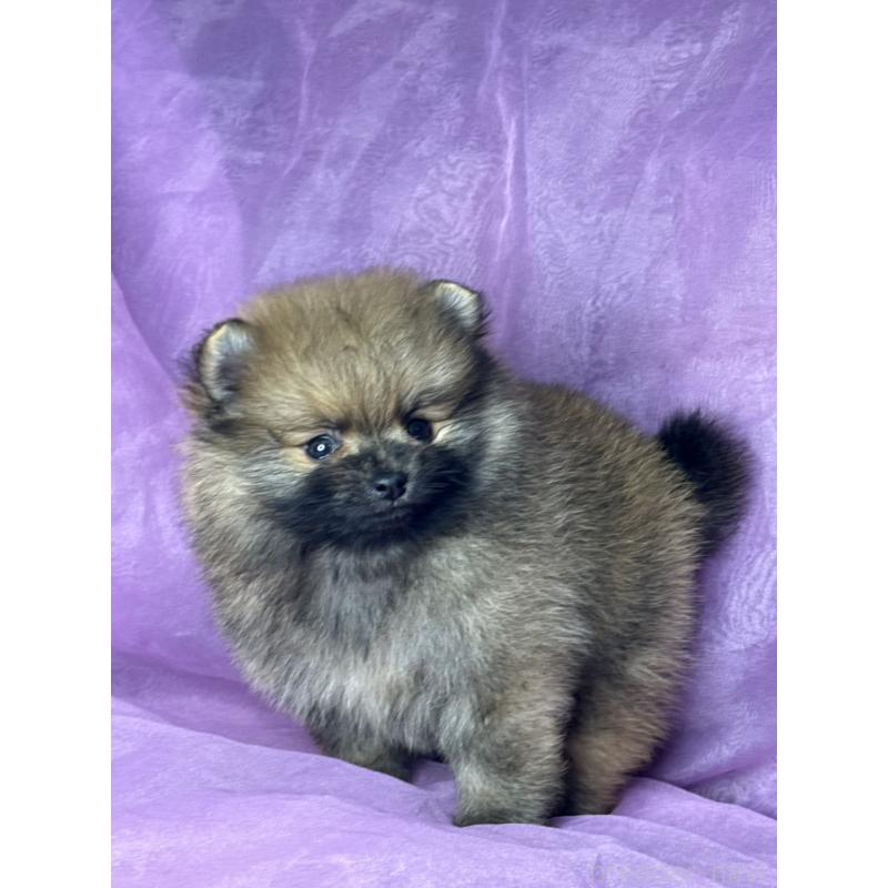 販売中の三重県のポメラニアン-443759の9枚目