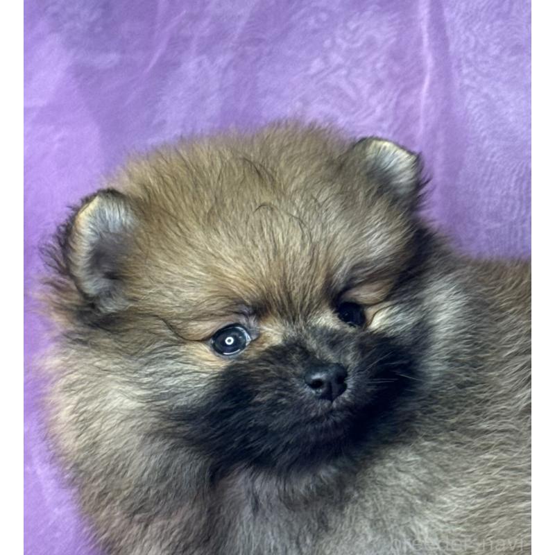 販売中の三重県のポメラニアン-443759の1枚目