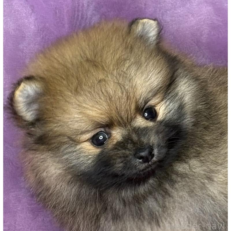 販売中の三重県のポメラニアン-443759の6枚目