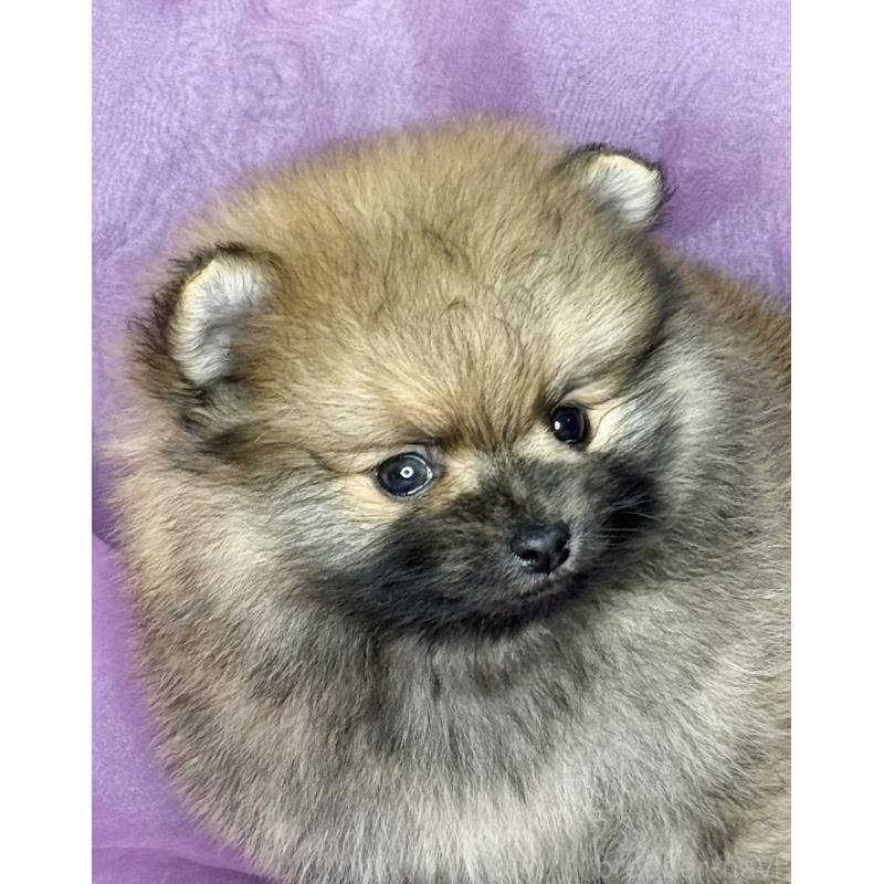 販売中の三重県のポメラニアン-443759の5枚目