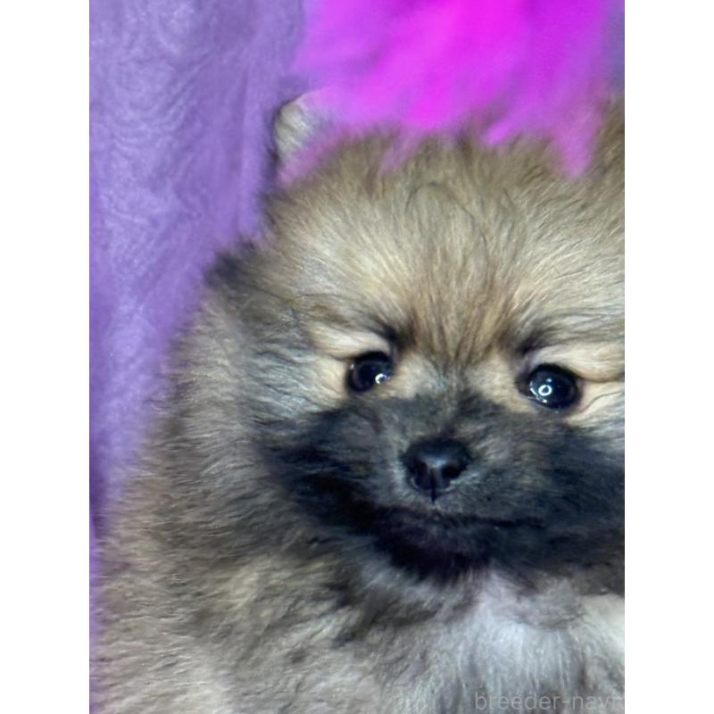 販売中の三重県のポメラニアン-443759の4枚目