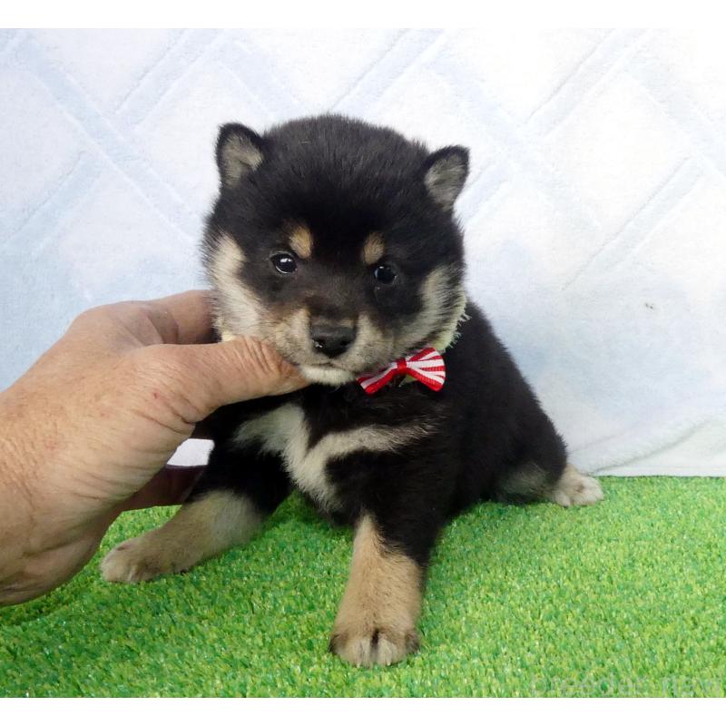 販売中の静岡県の豆柴-443760の1枚目