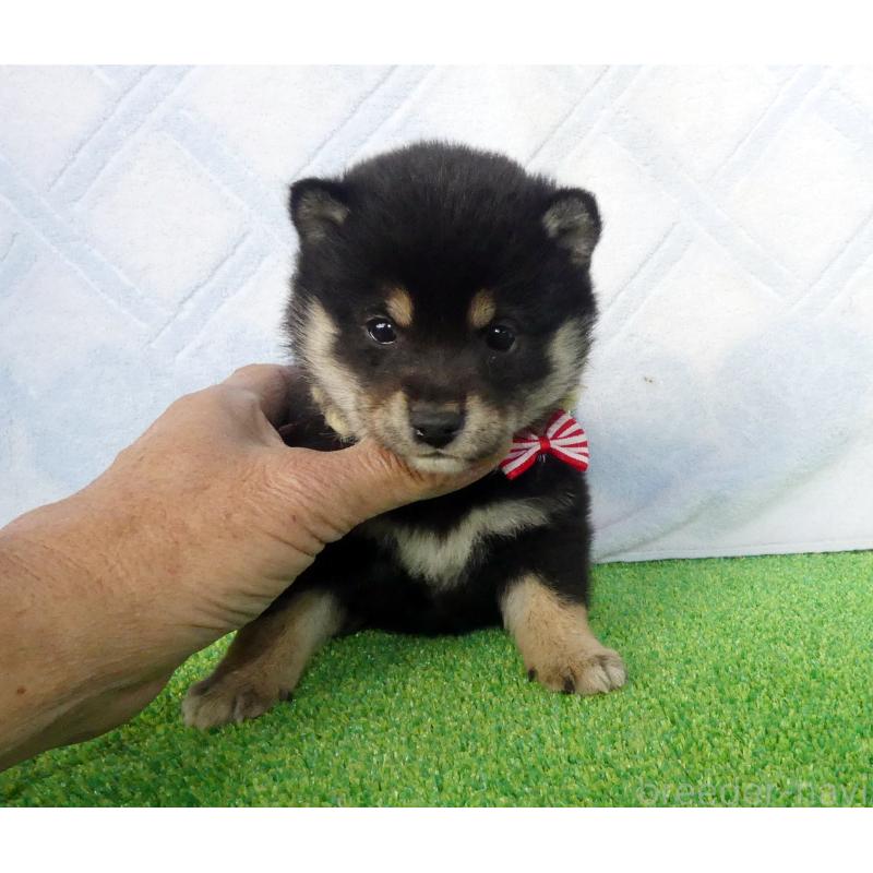 販売中の静岡県の豆柴-443760の6枚目