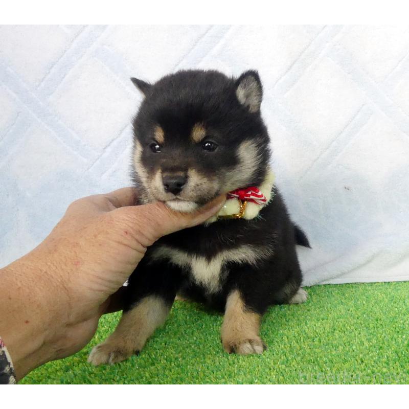 販売中の静岡県の豆柴-443760の5枚目