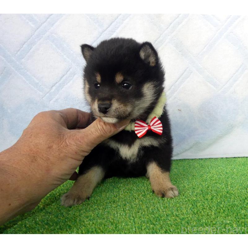 販売中の静岡県の豆柴-443760の3枚目