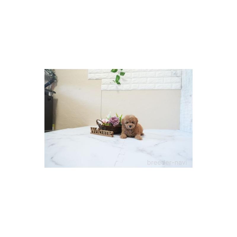 販売中の滋賀県のタイニープードル-443545の5枚目