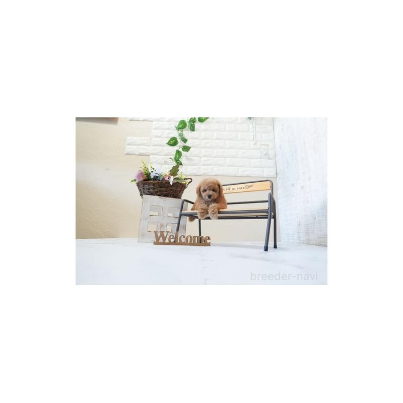 販売中の滋賀県のタイニープードル-443545の2枚目